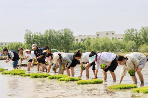 稻香飘校园  育米如育人 ——新疆理工学院组织水稻种植劳动实践活动